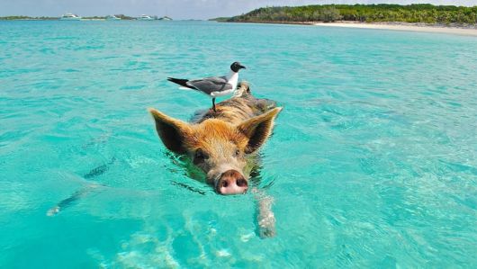20 Animals On The Beach Who Love Summer More Than You
