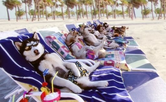 20 Animals On The Beach Who Love Summer More Than You