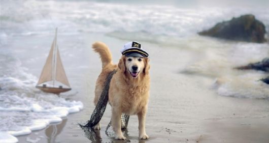 20 Animals On The Beach Who Love Summer More Than You