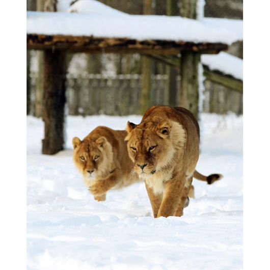 Animals In The Winters