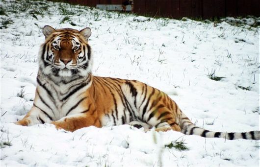 Animals In The Winters