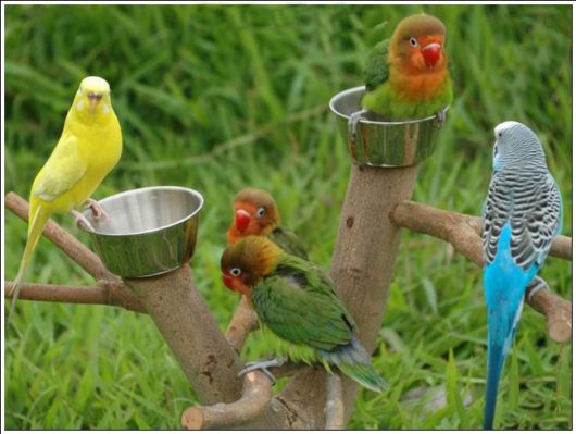 Cute Colorful Parrots Around the World