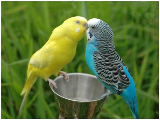 Cute Colorful Parrots Around the World