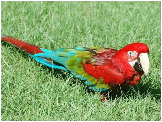Cute Colorful Parrots Around the World