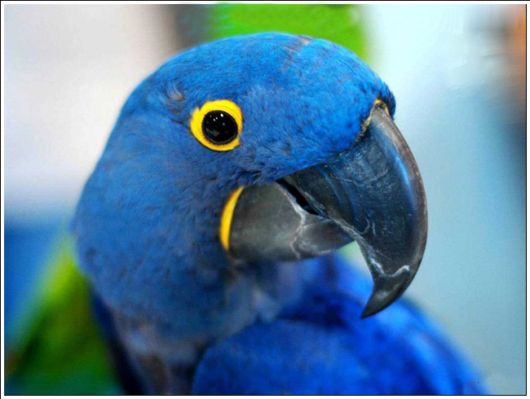 Cute Colorful Parrots Around the World