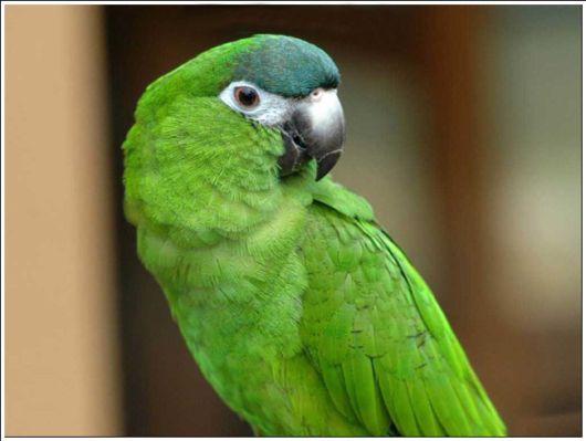 Cute Colorful Parrots Around the World