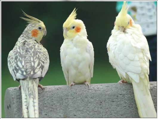 Cute Colorful Parrots Around the World