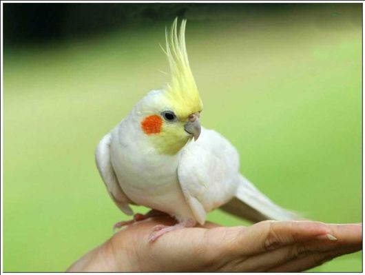 Cute Colorful Parrots Around the World