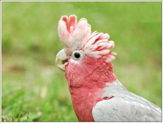 Cute Colorful Parrots Around the World