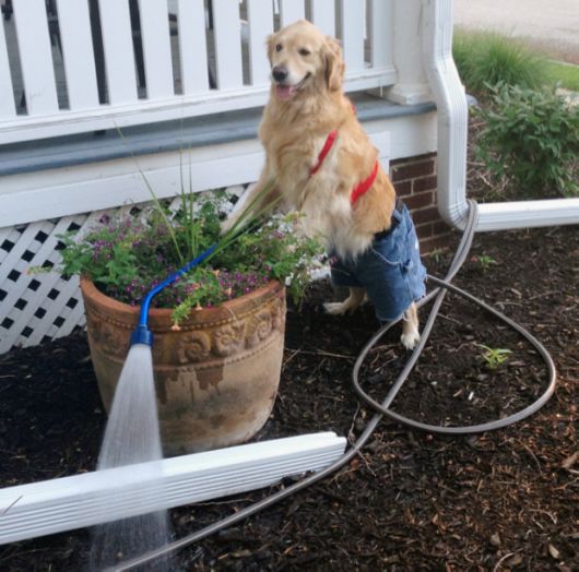 This Dog Really Isn't Sure What Is Going On