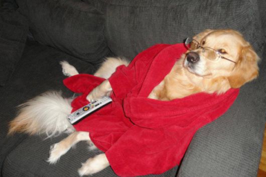 This Dog Really Isn't Sure What Is Going On