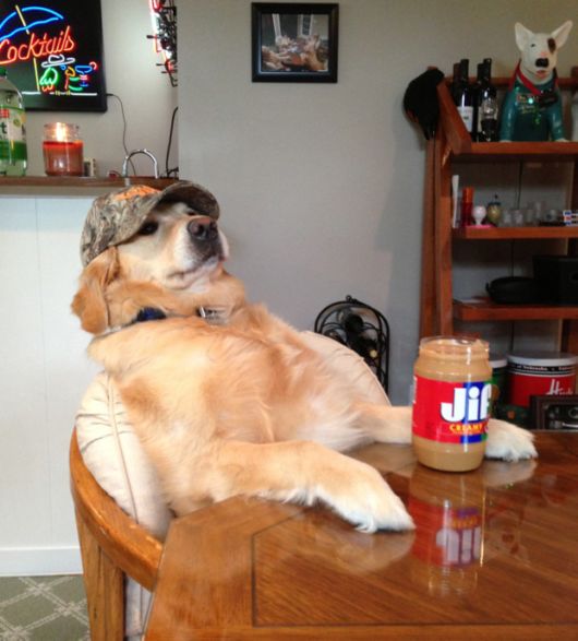 This Dog Really Isn't Sure What Is Going On