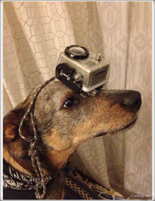 Dog With An Excellent Sense Of Balance