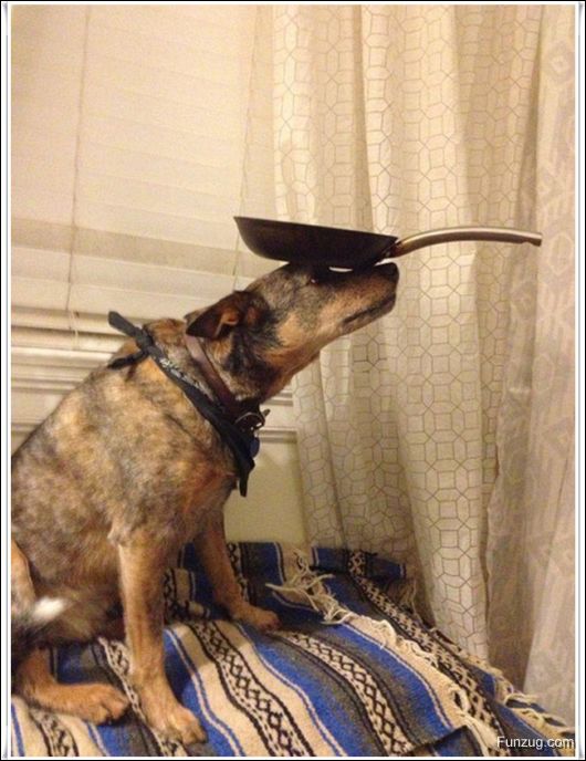 Dog With An Excellent Sense Of Balance