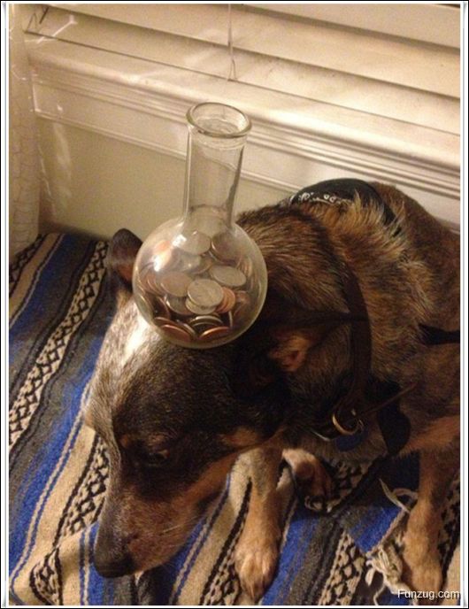 Dog With An Excellent Sense Of Balance