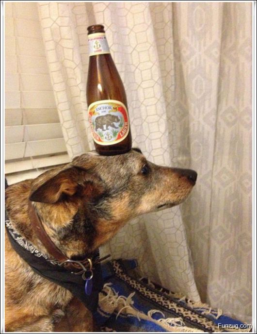 Dog With An Excellent Sense Of Balance