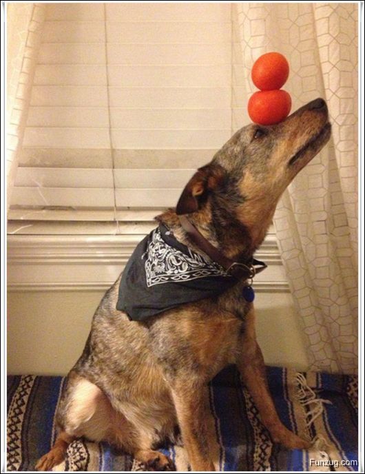 Dog With An Excellent Sense Of Balance