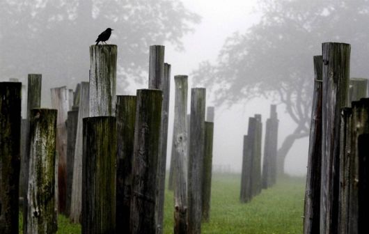 Very Good Animals Photography