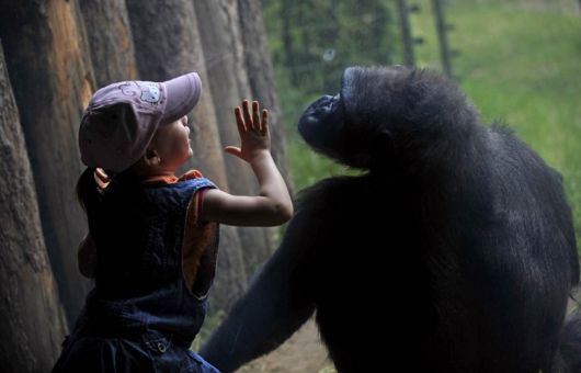 Very Good Animals Photography