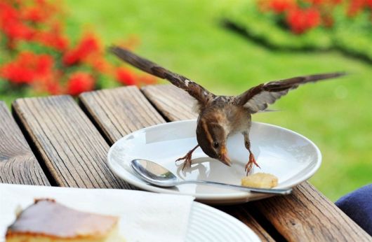 Very Good Animals Photography