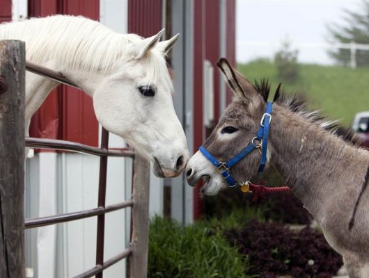 Very Good Animals Photography