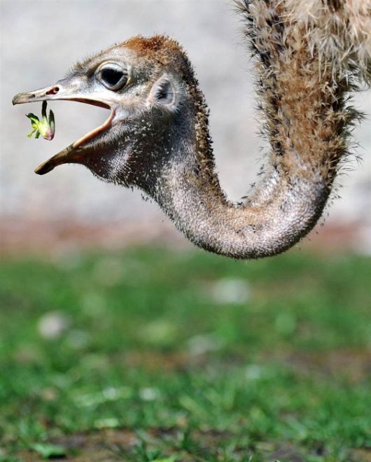 Very Good Animals Photography