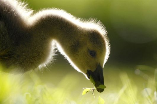 Very Good Animals Photography