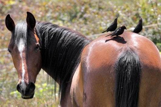 Very Good Animals Photography