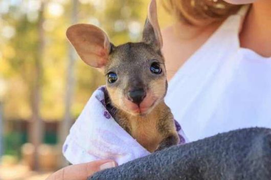 Adorable Photos Of Kangaroos And Wallabies