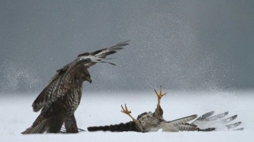 The Kung Fu, Birds Style!