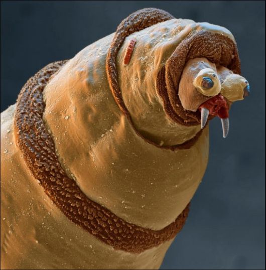 Microscopic Macro Pictures of Insects
