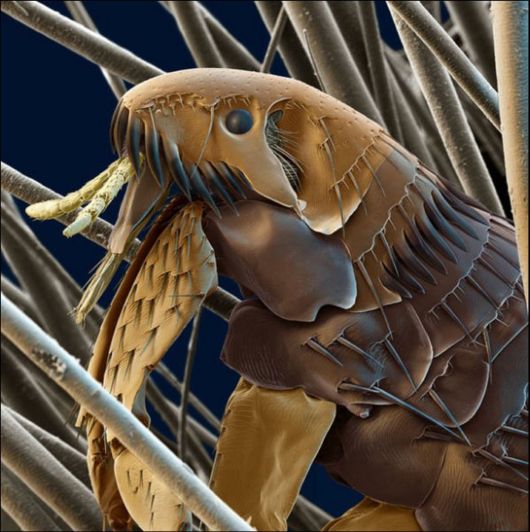 Microscopic Macro Pictures of Insects
