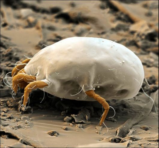 Microscopic Macro Pictures of Insects