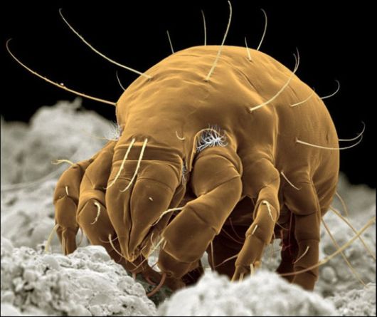 Microscopic Macro Pictures of Insects