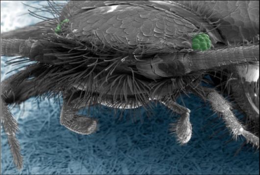 Microscopic Macro Pictures of Insects