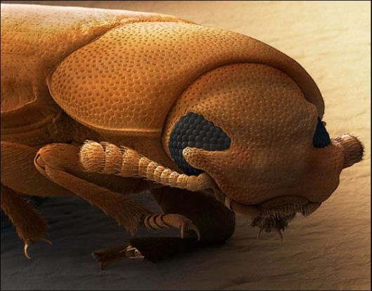 Microscopic Macro Pictures of Insects