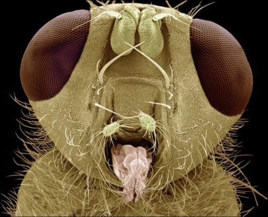 Microscopic Macro Pictures of Insects