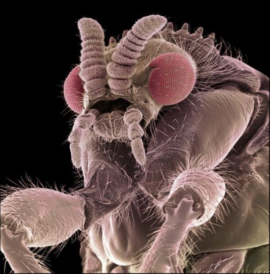 Microscopic Macro Pictures of Insects