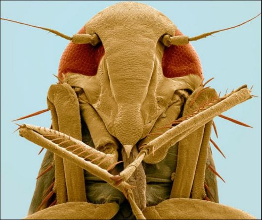 Microscopic Macro Pictures of Insects