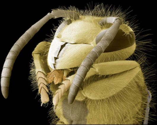Microscopic Macro Pictures of Insects