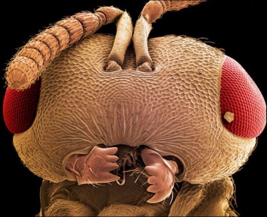 Microscopic Macro Pictures of Insects