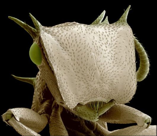 Microscopic Macro Pictures of Insects