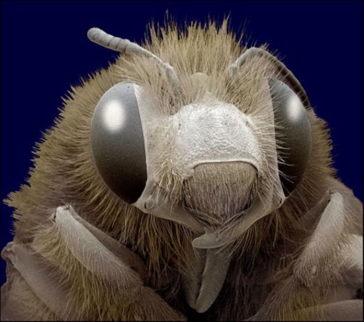 Microscopic Macro Pictures of Insects