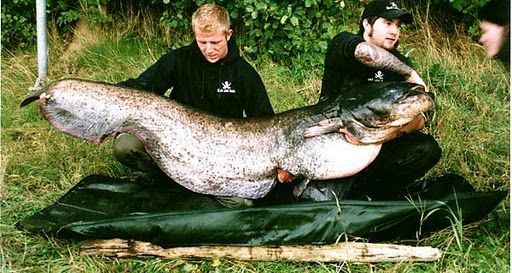 Out of this World Fishing