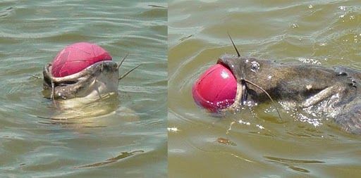 Out of this World Fishing