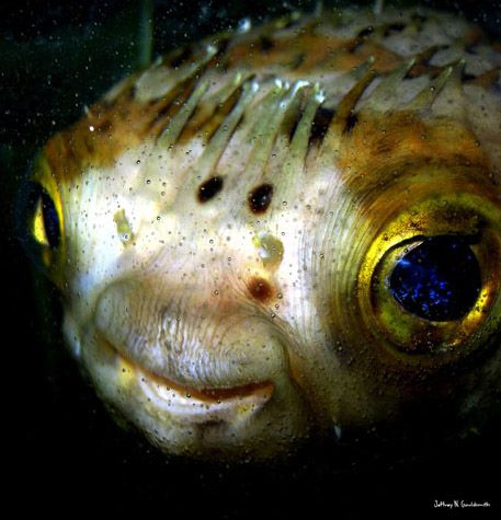 Out of this World Fishing