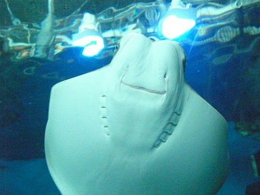 Out of this World Fishing