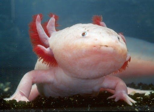 Out of this World Fishing