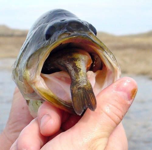 Out of this World Fishing