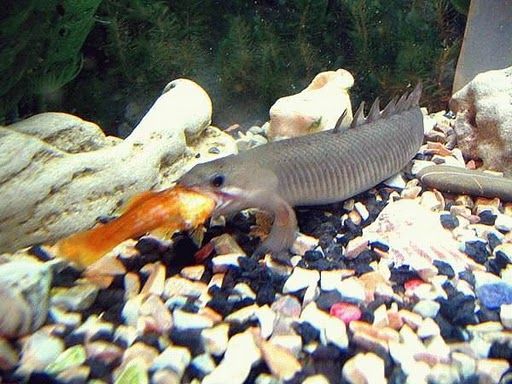 Out of this World Fishing